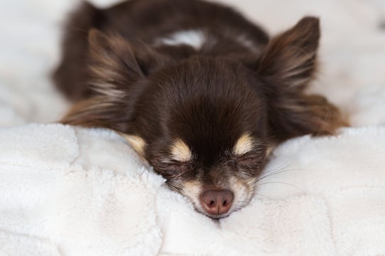 室内でリラックスする犬