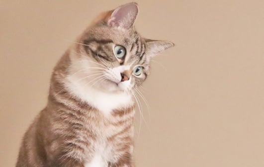 首をかしげる猫